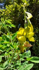 Crotalaria agatiflora