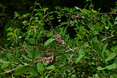 Indigofera bungeana