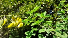Crotalaria agatiflora