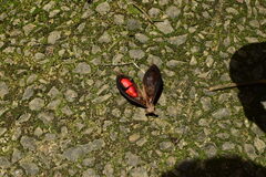 Ormosia hosiei
