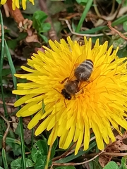 Apis mellifera