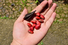 Ormosia hosiei