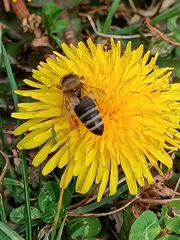 Apis mellifera