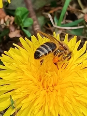 Apis mellifera