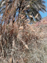 Phragmites australis