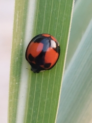 Coelophora biplagiata