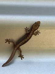 Gekkota