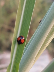 Coelophora biplagiata