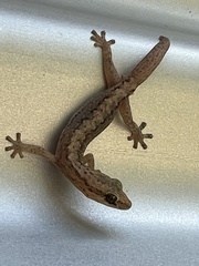 Gekkota