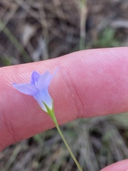 Wahlenbergia capillaris