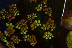 Salvinia natans