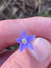 Wahlenbergia capillaris