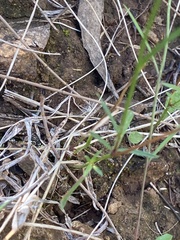 Wahlenbergia capillaris