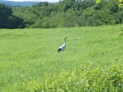 Grus japonensis