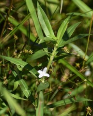 Diodia