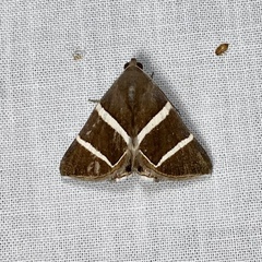 Grammodes justa