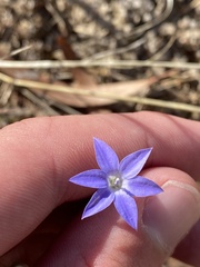 Wahlenbergia capillaris