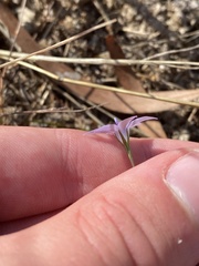 Wahlenbergia capillaris