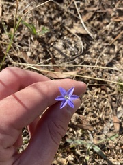 Wahlenbergia capillaris