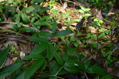 Rubus henryi