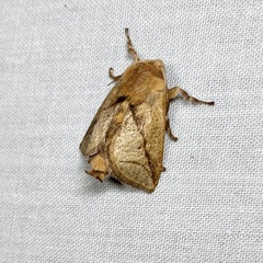 Anaxidia lozogramma