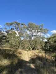Eucalyptus blakelyi