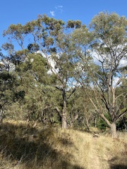 Eucalyptus blakelyi