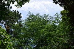 Pseudolarix amabilis