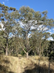 Eucalyptus blakelyi