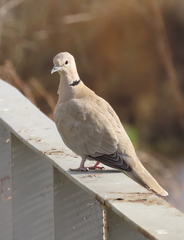 Streptopelia decaocto