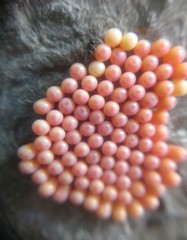 Tectocoris diophthalmus