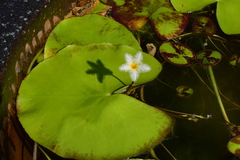 Nymphoides indica