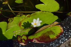 Nymphoides indica