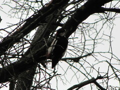 Dendrocopos major