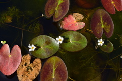 Nymphoides lungtanensis