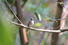 Muscicapa dauurica