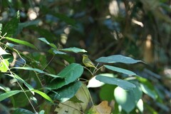 Phylloscopus ricketti