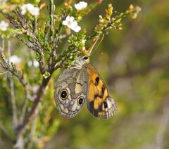 Heteronympha cordace
