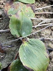 Potamogeton sulcatus