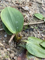 Potamogeton sulcatus