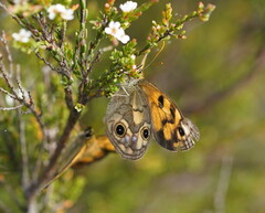 Heteronympha cordace