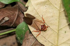 Polydictya vietnamica