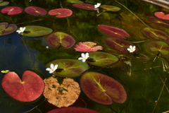 Nymphoides lungtanensis