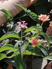 Lantana camara