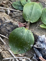 Potamogeton sulcatus