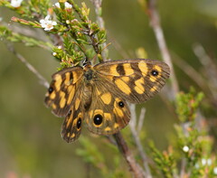 Heteronympha cordace