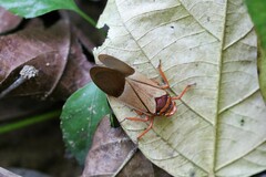 Polydictya vietnamica