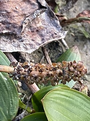 Potamogeton sulcatus