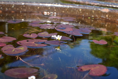 Nymphoides lungtanensis