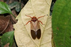 Polydictya vietnamica